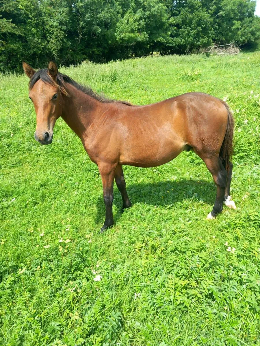 2 yearlings - Image 2