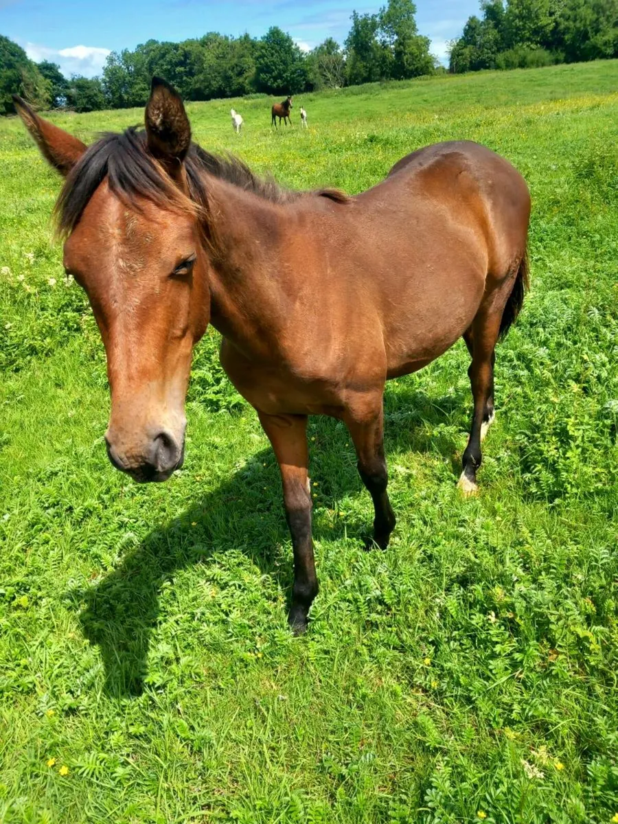 2 yearlings - Image 3