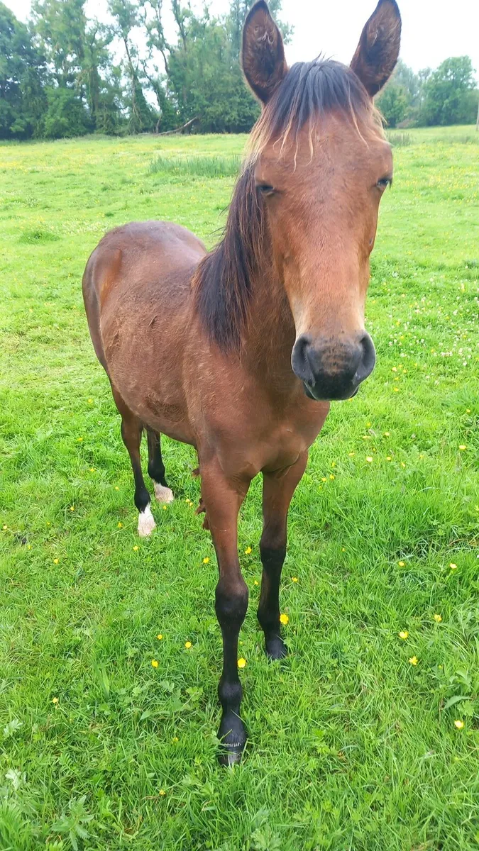 2 yearlings - Image 4