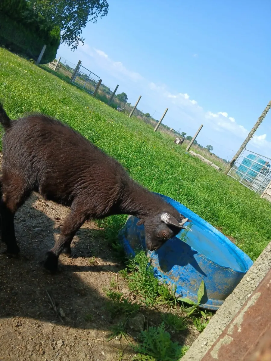 Miniature Female Pygmy Goat - Image 2