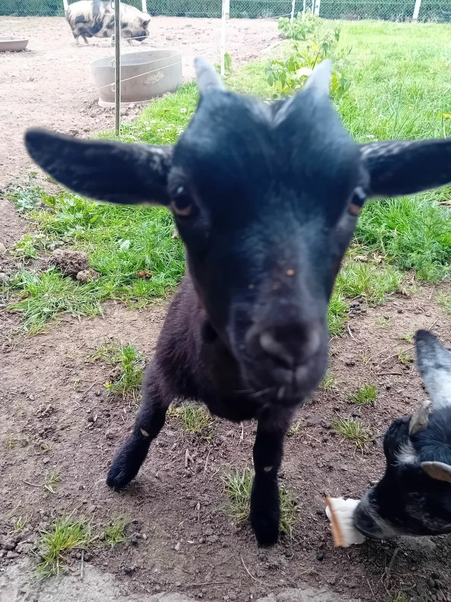 Miniature Female Pygmy Goat - Image 3