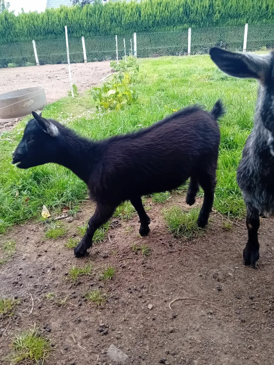 Miniature Female Pygmy Goat - Image 4