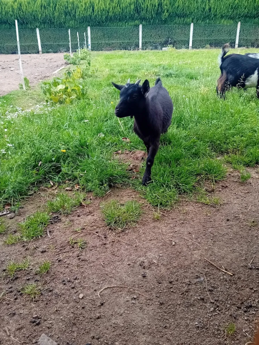 Miniature Female Pygmy Goat - Image 1