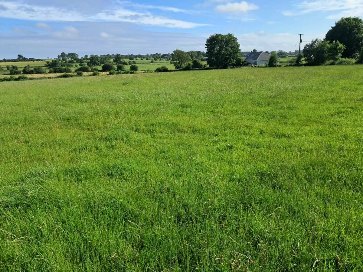 Top quality baled silage for sale - Image 2