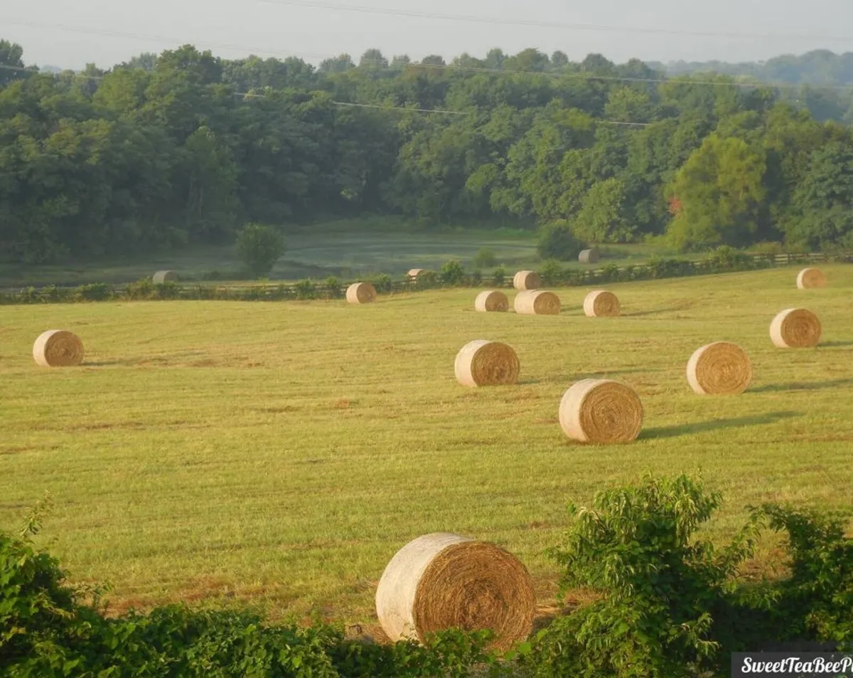 Hay