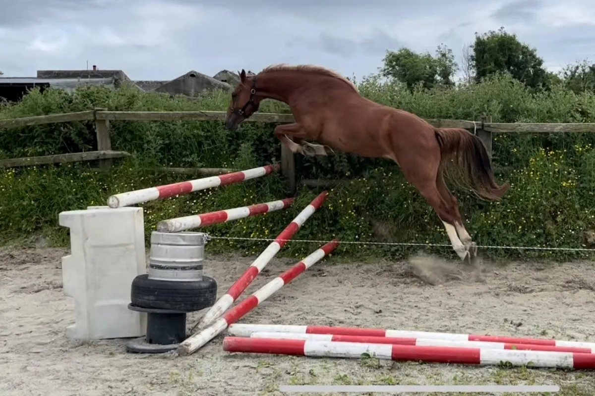 Lot 673 Goresbridge Friday 4 July: 3 year old - Image 3