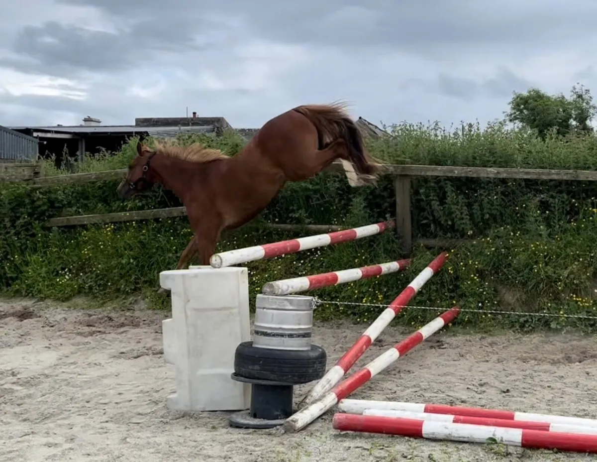 Lot 673 Goresbridge Friday 4 July: 3 year old - Image 4