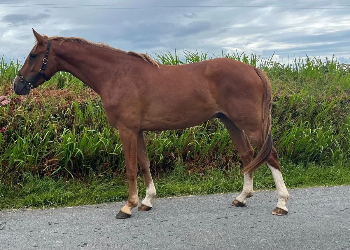 Lot 673 Goresbridge Friday 4 July: 3 year old - Image 1