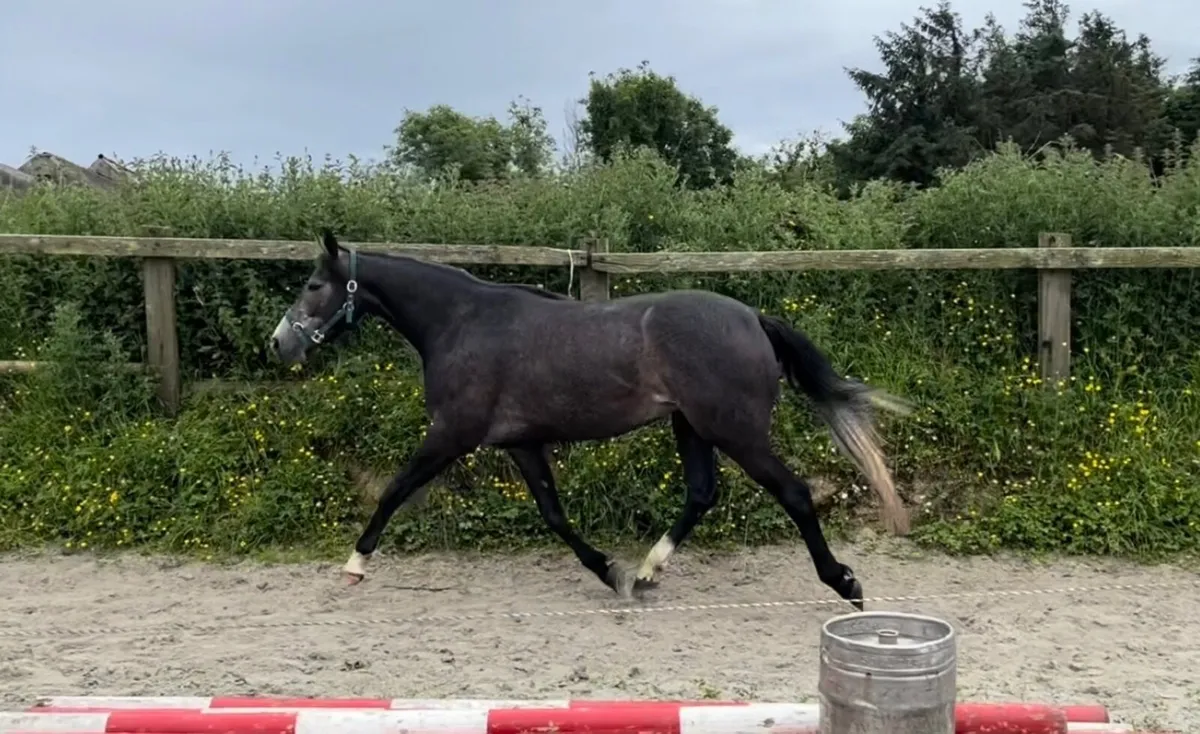 Lot 625 Goresbridge 4th July: 3 year old filly - Image 3