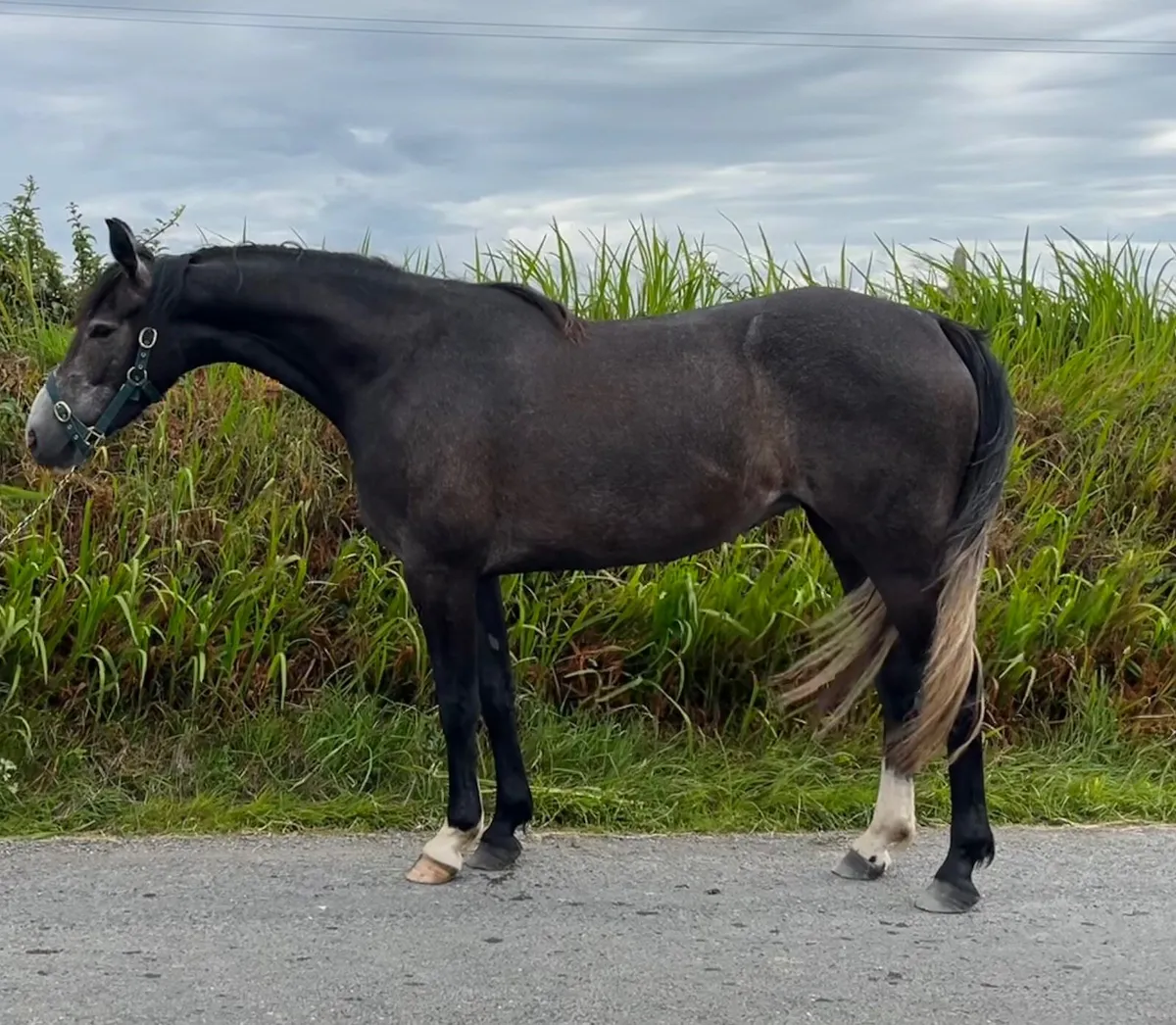 Lot 625 Goresbridge 4th July: 3 year old filly - Image 1