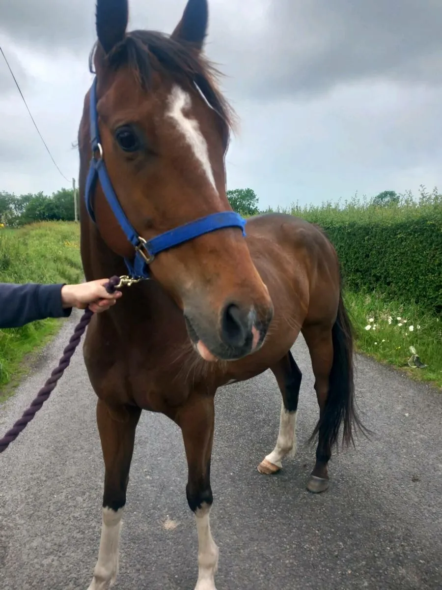 Horses - Image 1