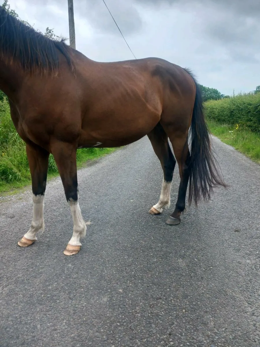 Horses - Image 2