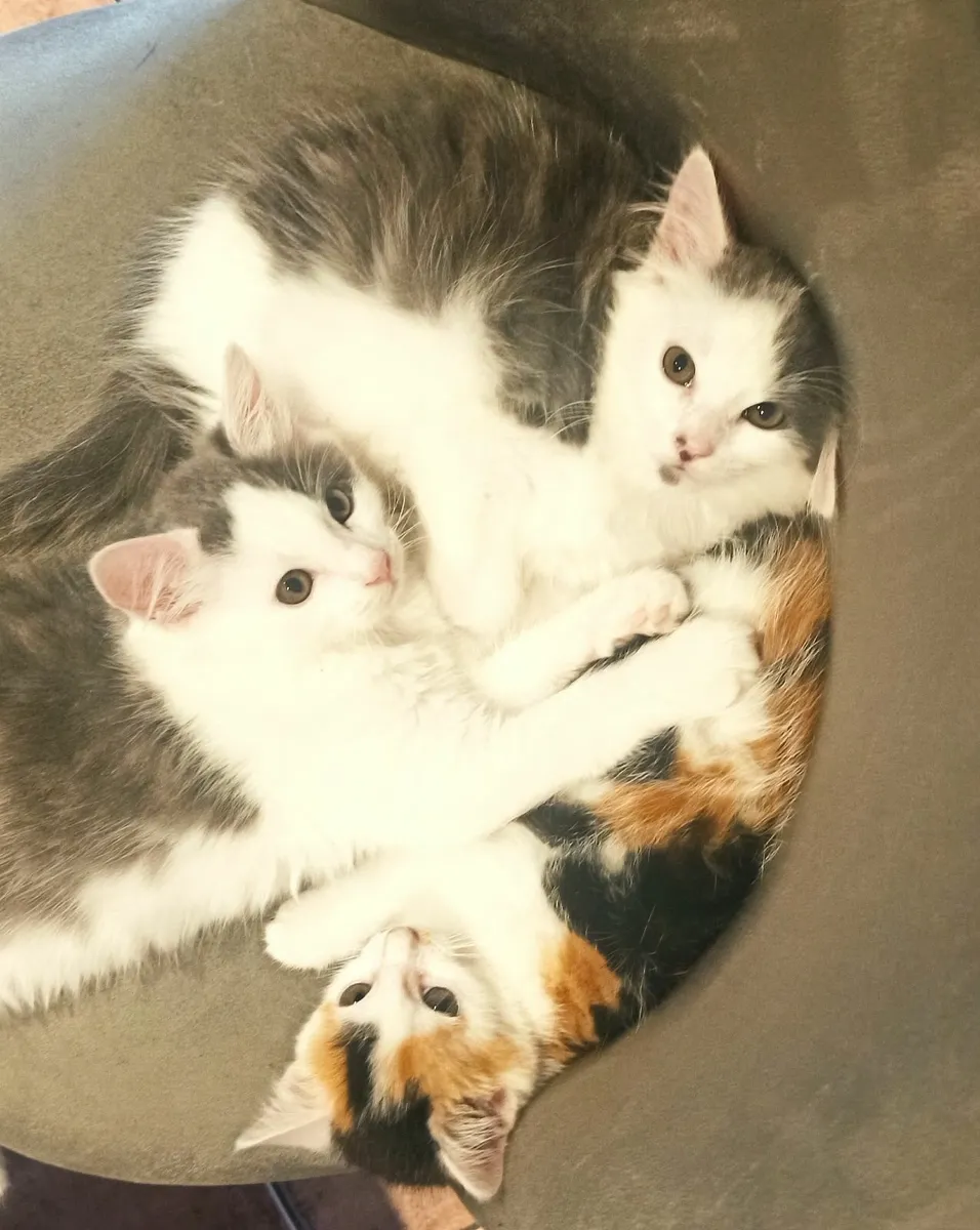 KITTENS - Image 1