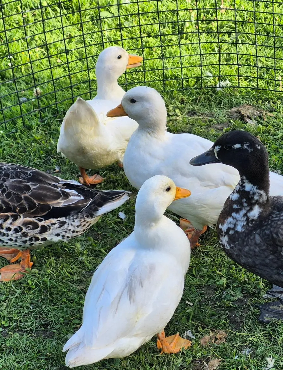 Indian Runner and Call Ducks, Sebastopol Goslings - Image 1
