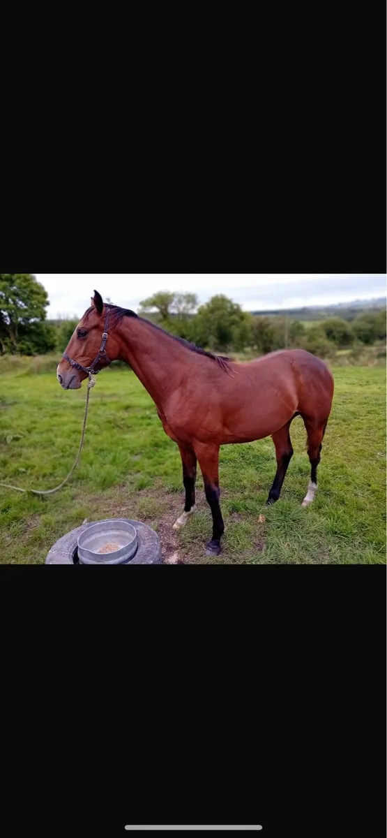 Yearling colt - Image 1