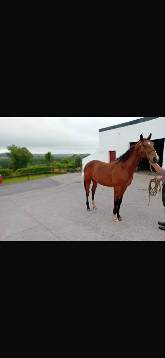 Yearling colt - Image 2