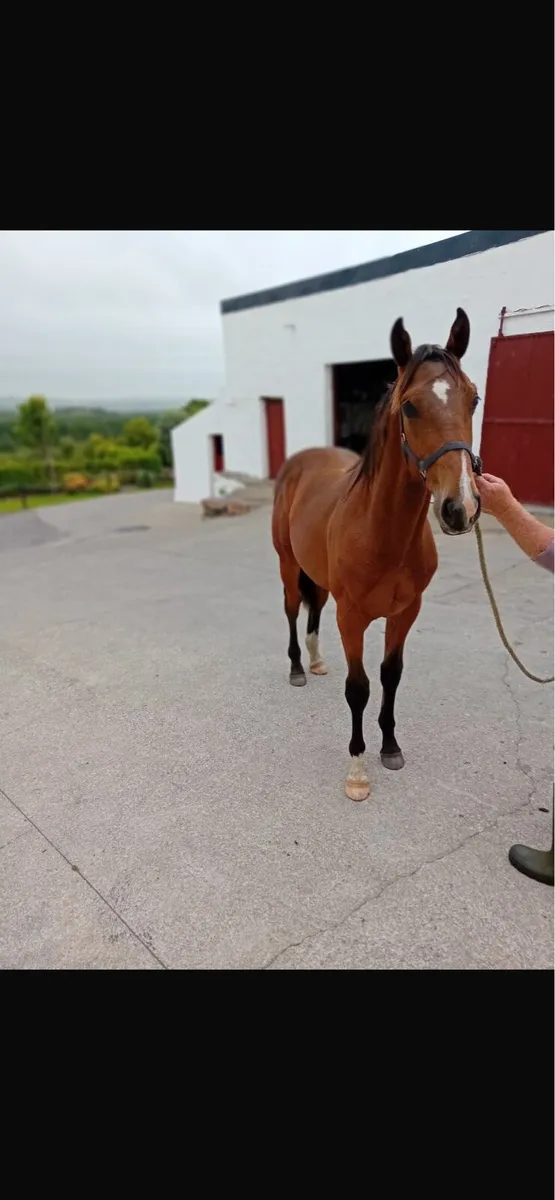 Yearling colt - Image 3