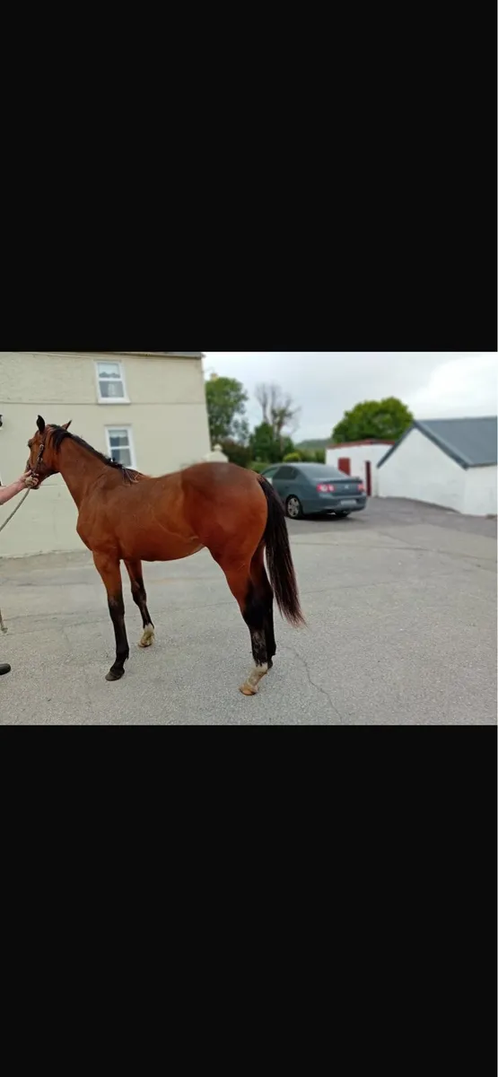 Yearling colt - Image 4