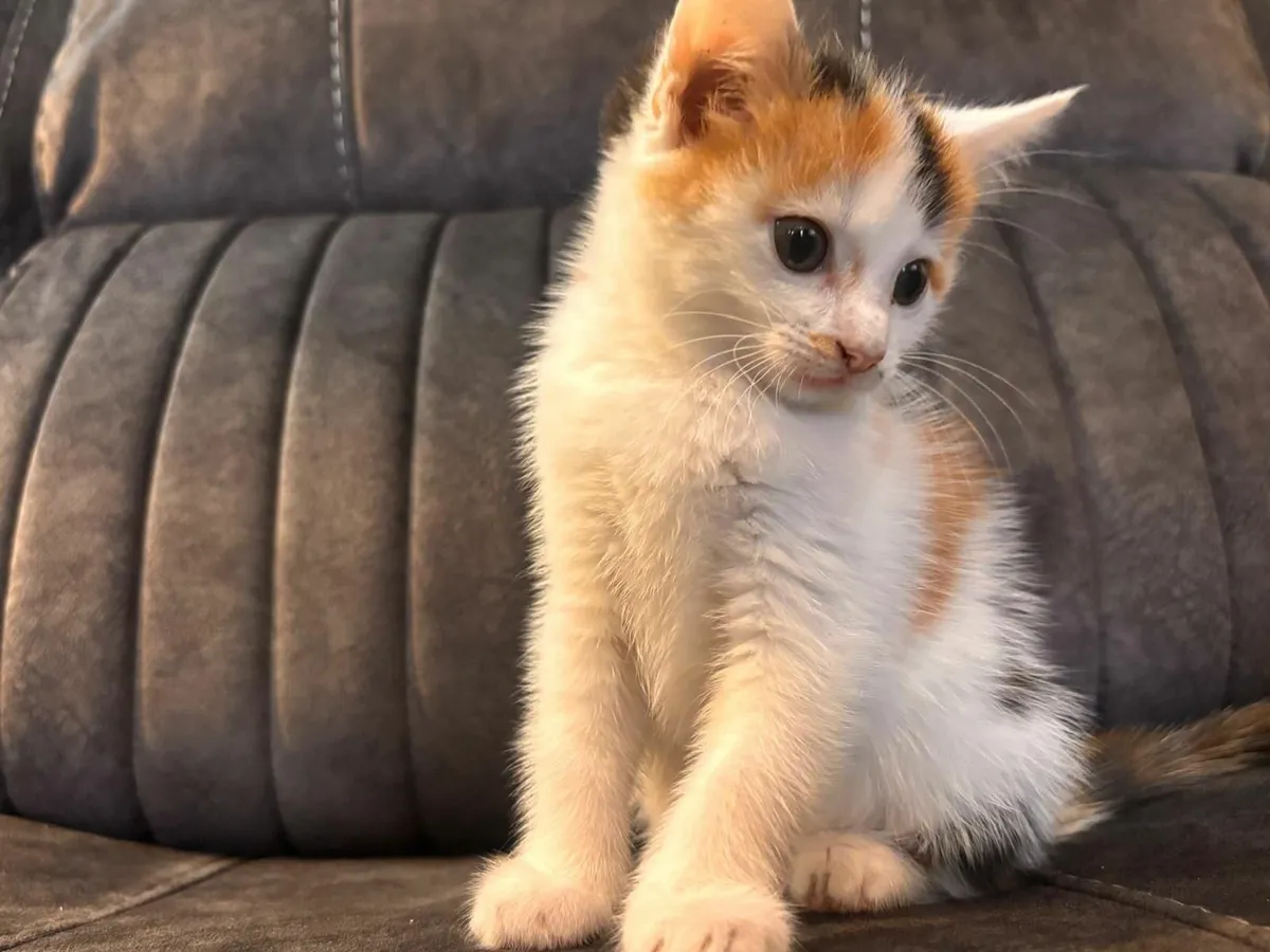 KITTENS - Image 2