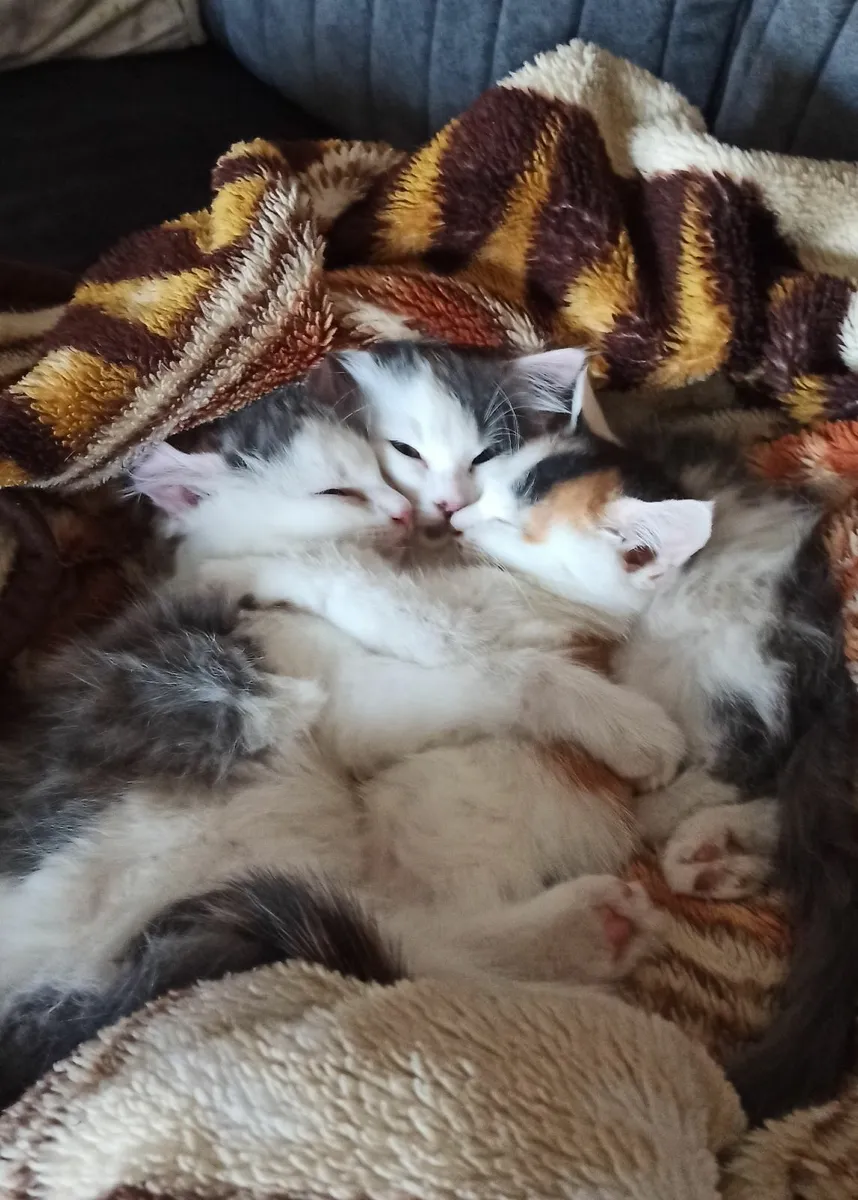 KITTENS - Image 3