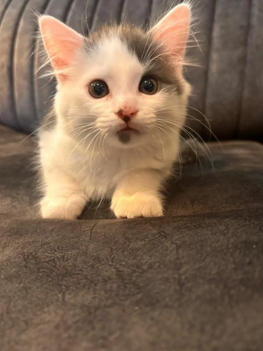 KITTENS - Image 4