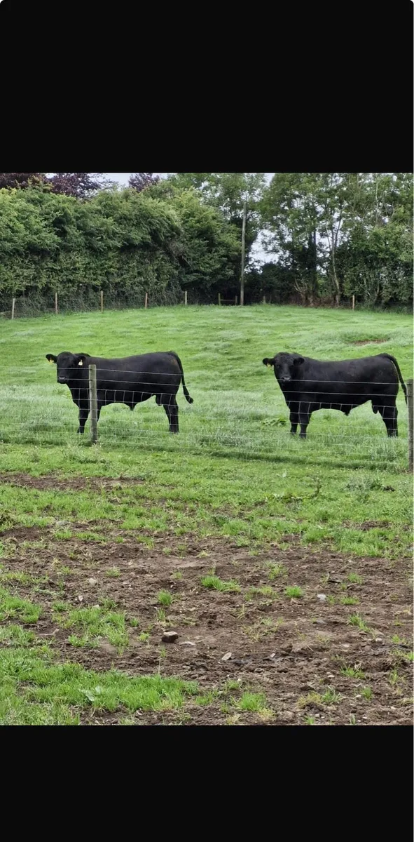 2 Angus bulls - Image 1