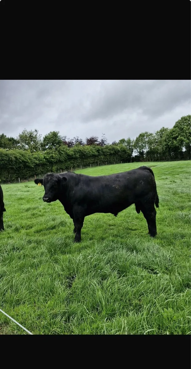 2 Angus bulls - Image 2