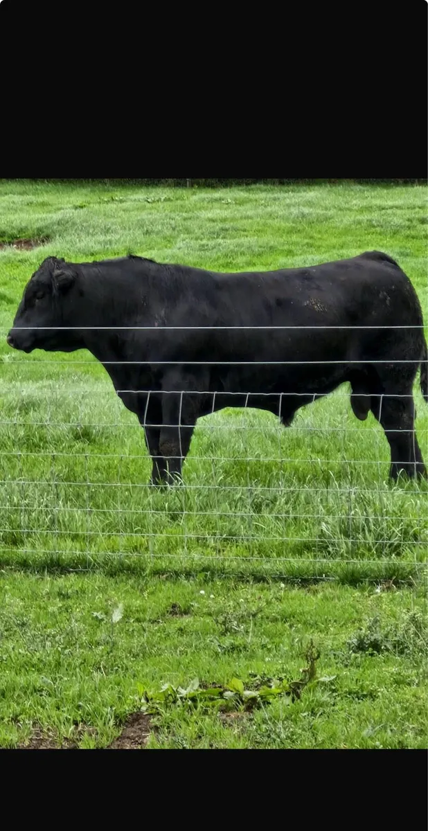 2 Angus bulls - Image 3