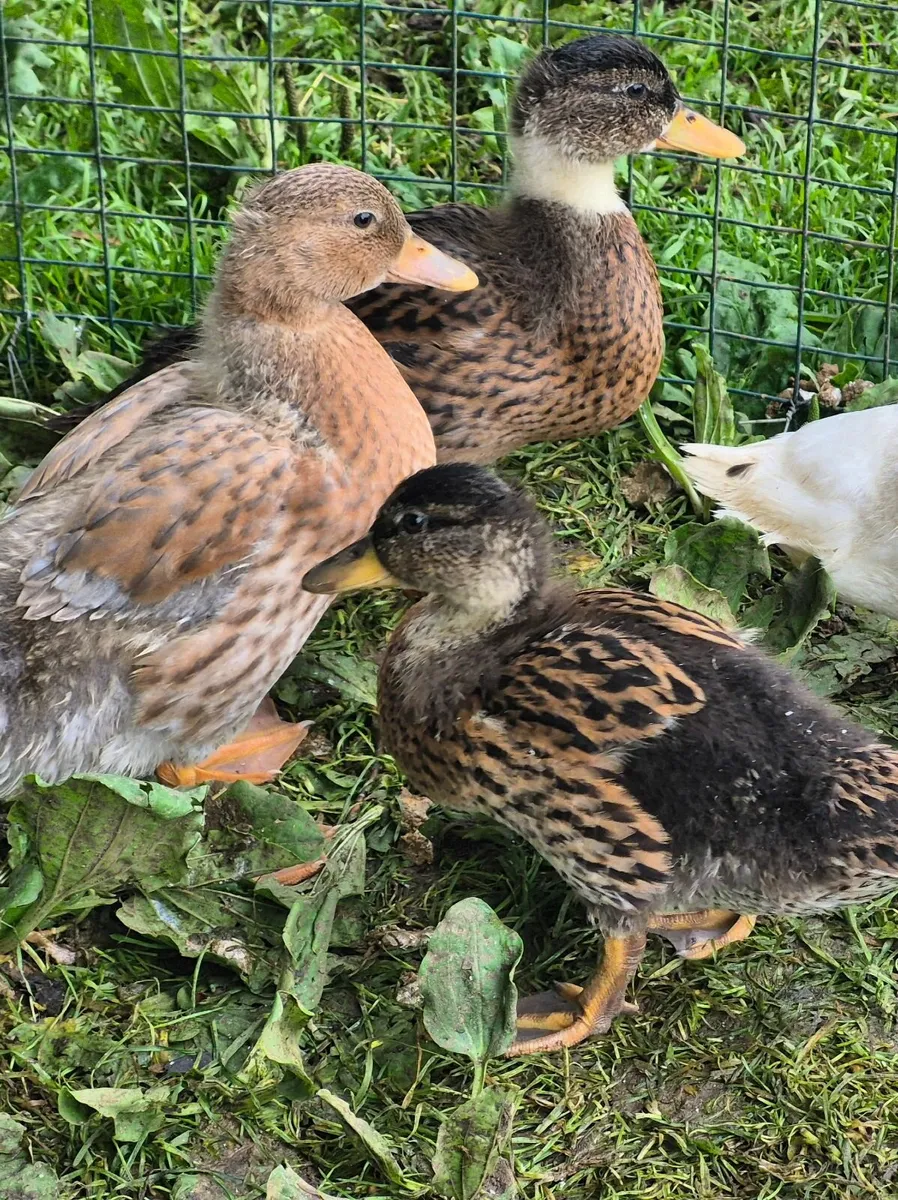 Indian Runner and Call Ducks, Sebastopol Goslings - Image 2