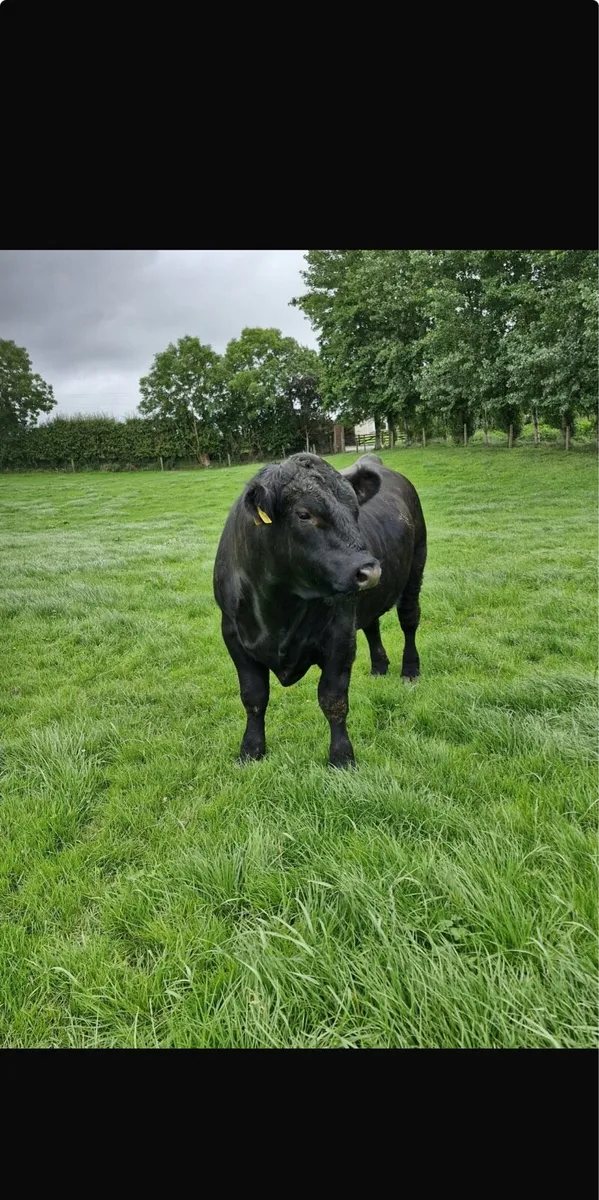 2 Angus bulls - Image 4