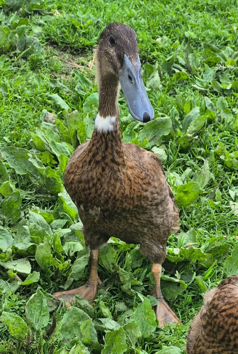Indian Runner and Call Ducks, Sebastopol Goslings - Image 3