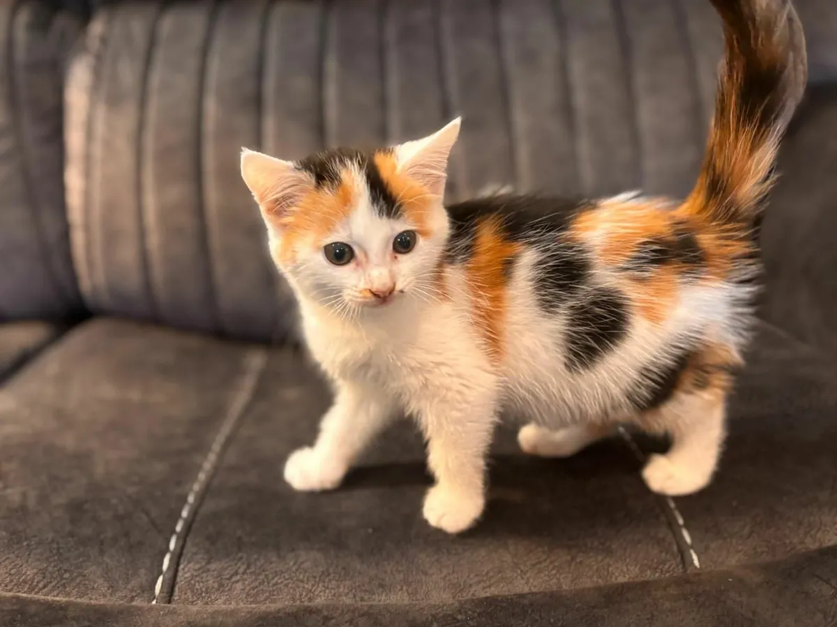 KITTENS - Image 4