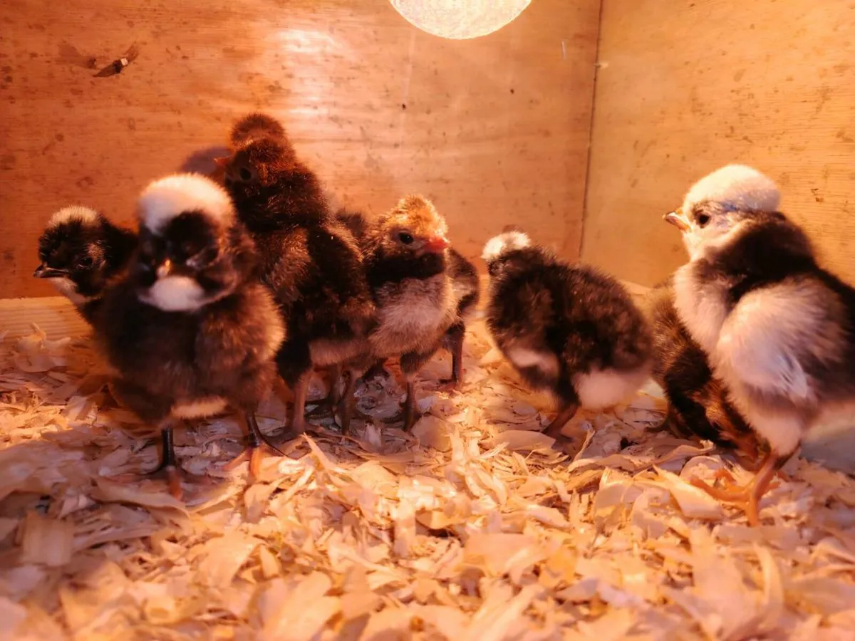 Polish Hens, hatching eggs and chicks for sale - Image 3