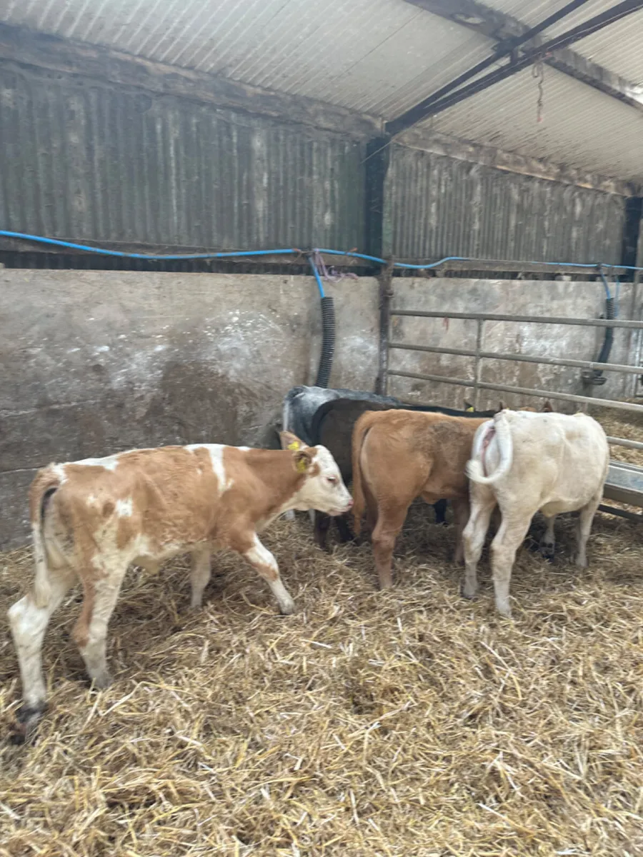 Beef bred heifers - Image 4