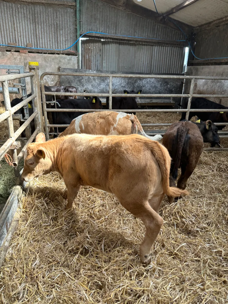 Beef bred heifers - Image 3