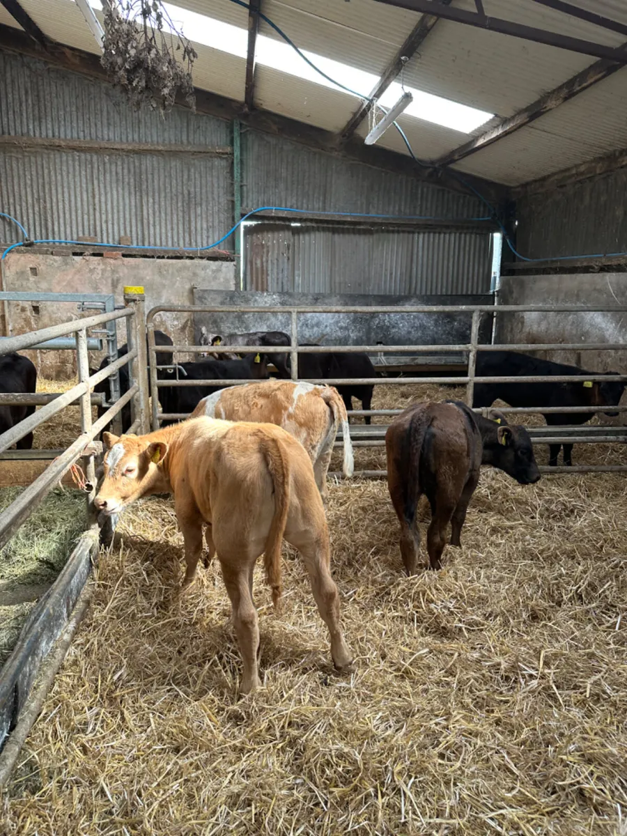 Beef bred heifers - Image 1