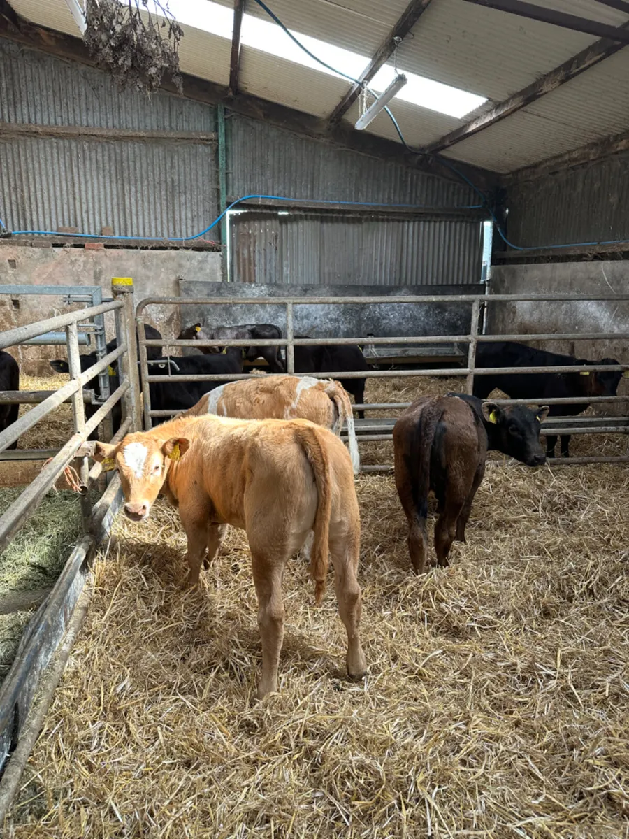 Beef bred heifers - Image 2