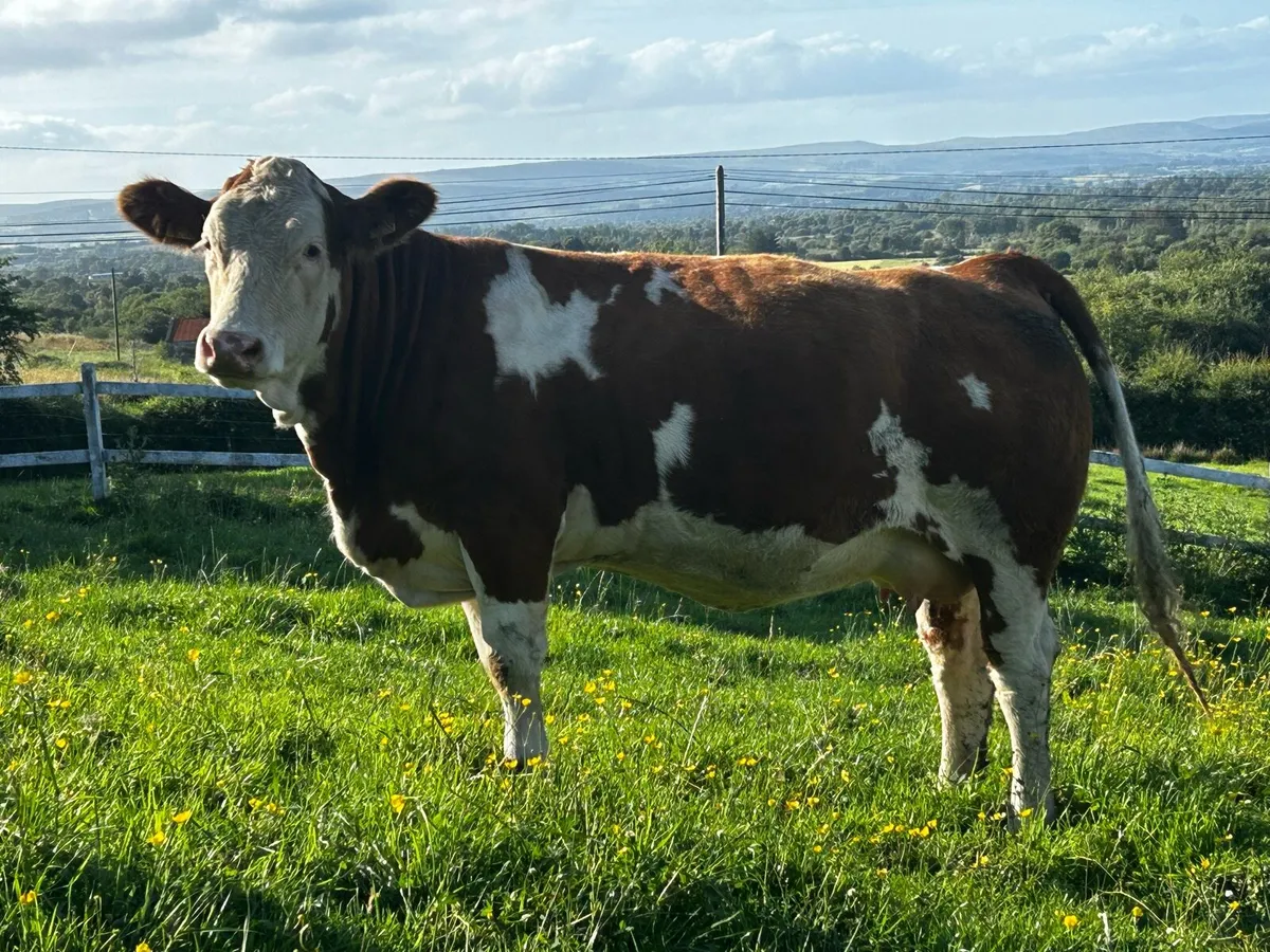 In-Calf Pedigree Simmental Heifer - Image 1