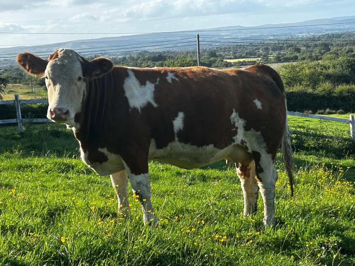 In-Calf Pedigree Simmental Heifer - Image 2