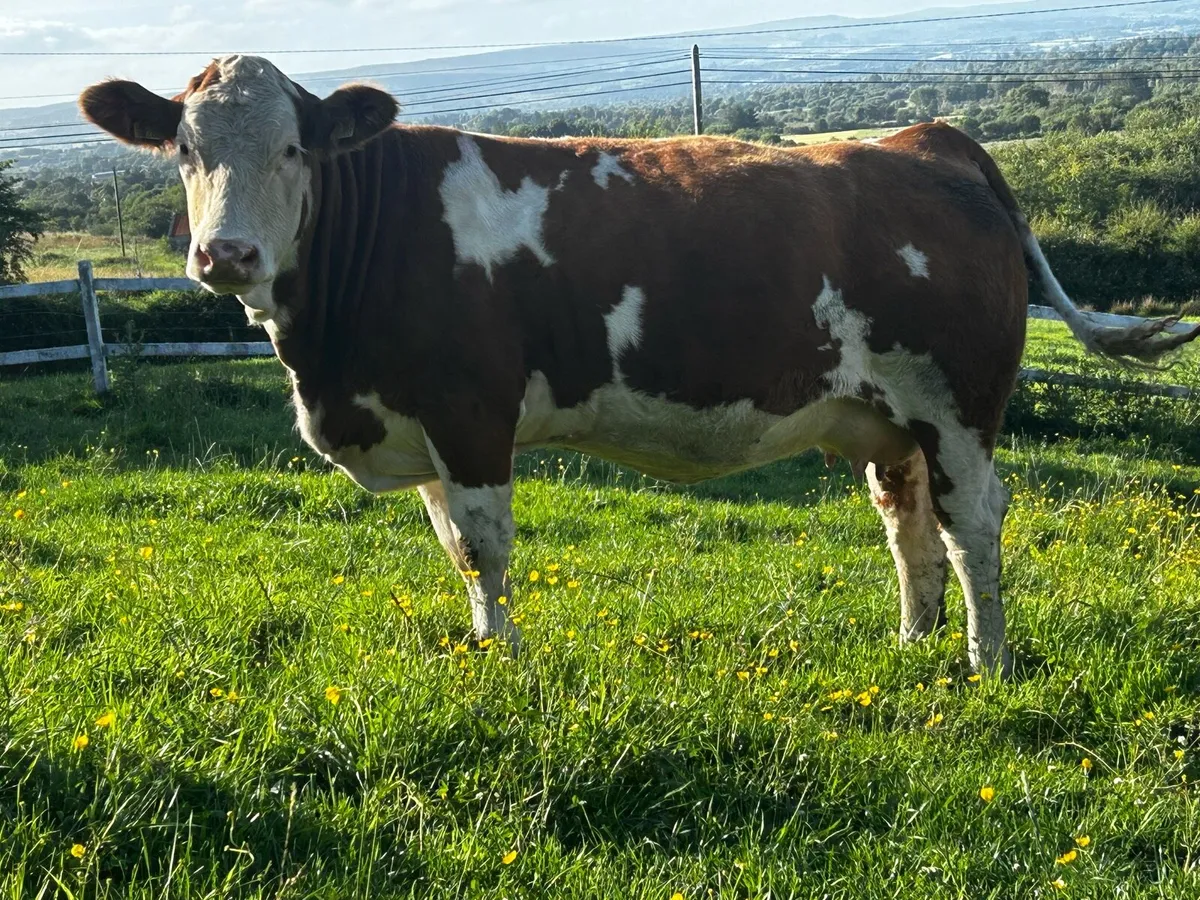 In-Calf Pedigree Simmental Heifer - Image 3