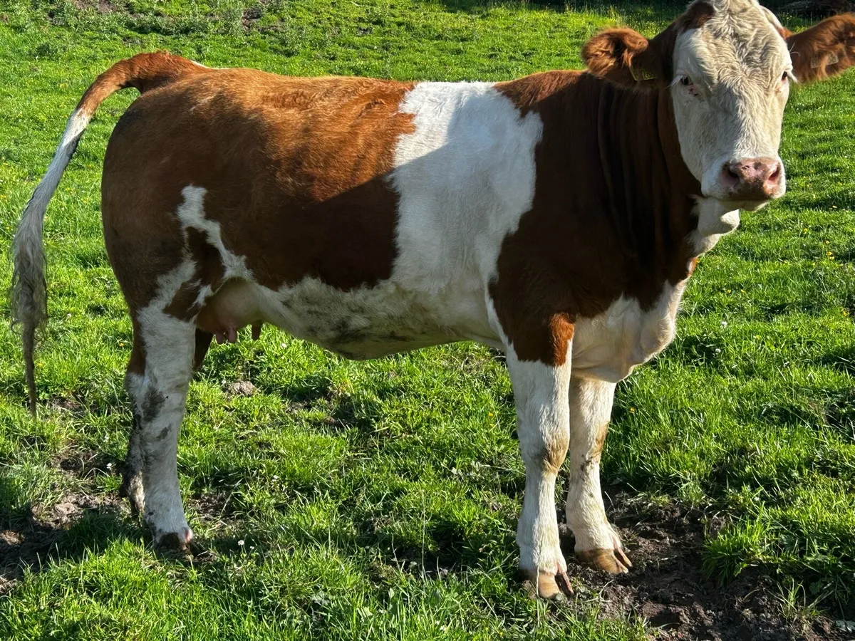 In-Calf Pedigree Simmental Heifer - Image 4