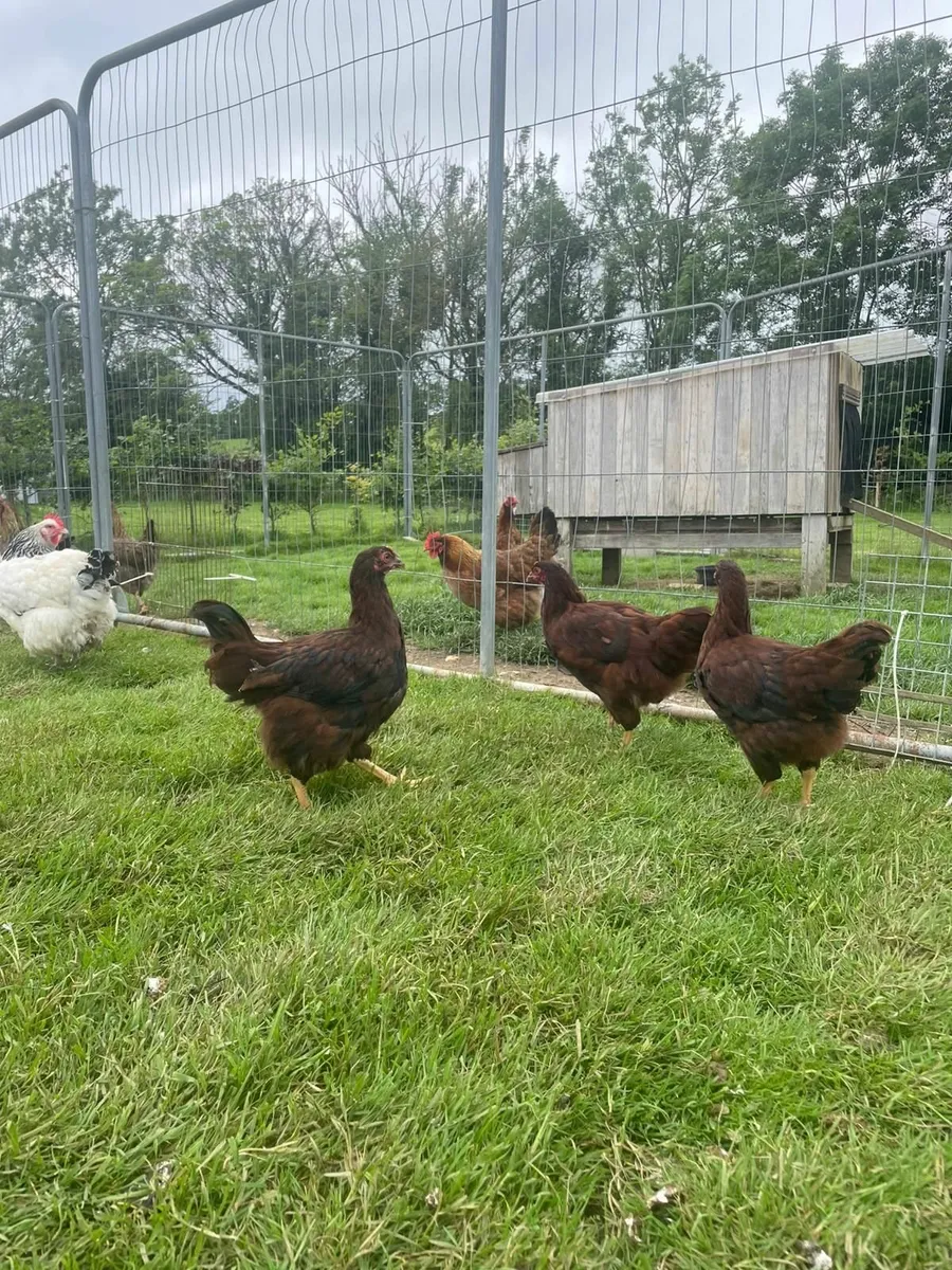 Hens/ hatching eggs - Image 1