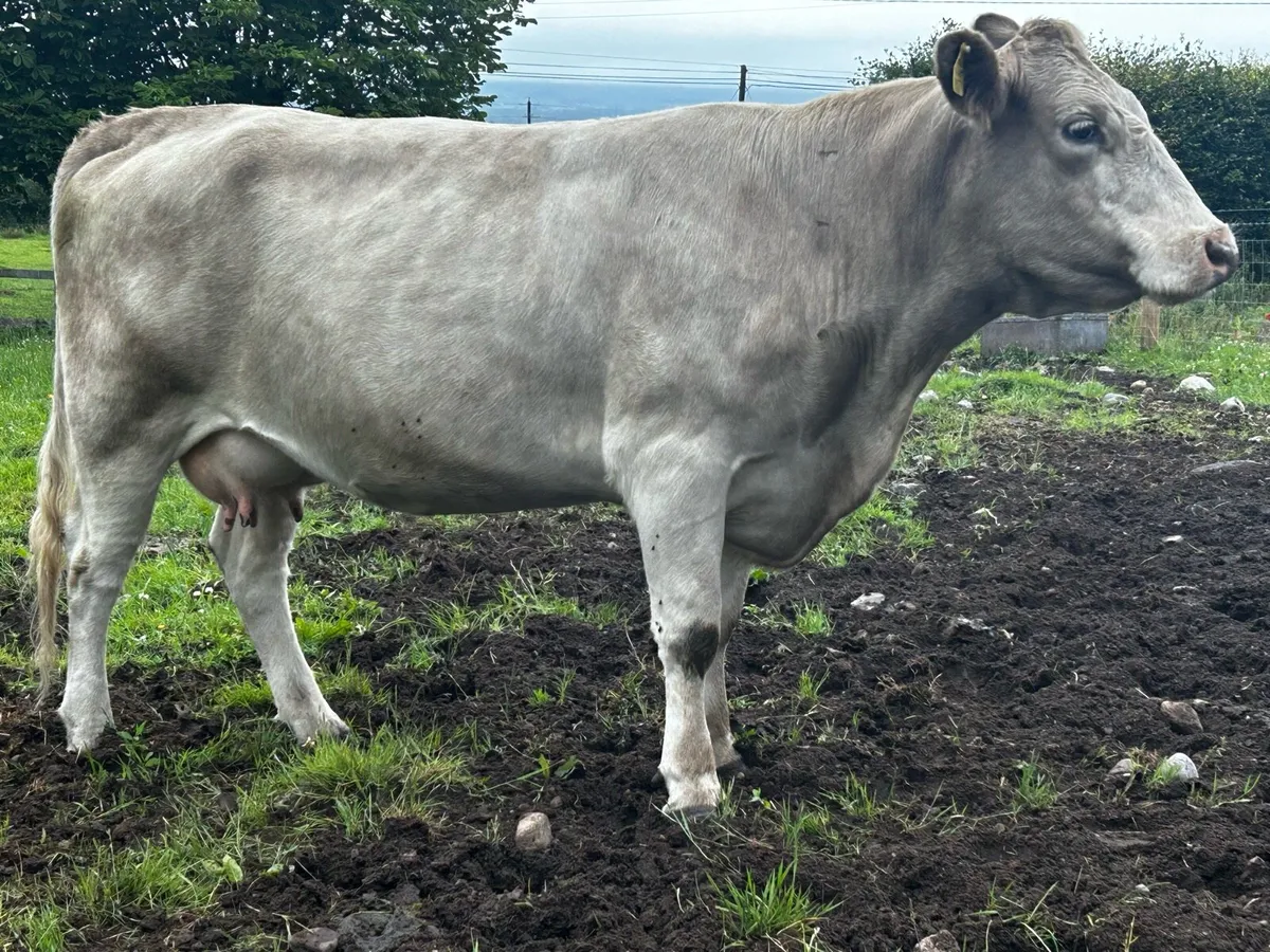 In-Calf Charolais Cow - Image 1