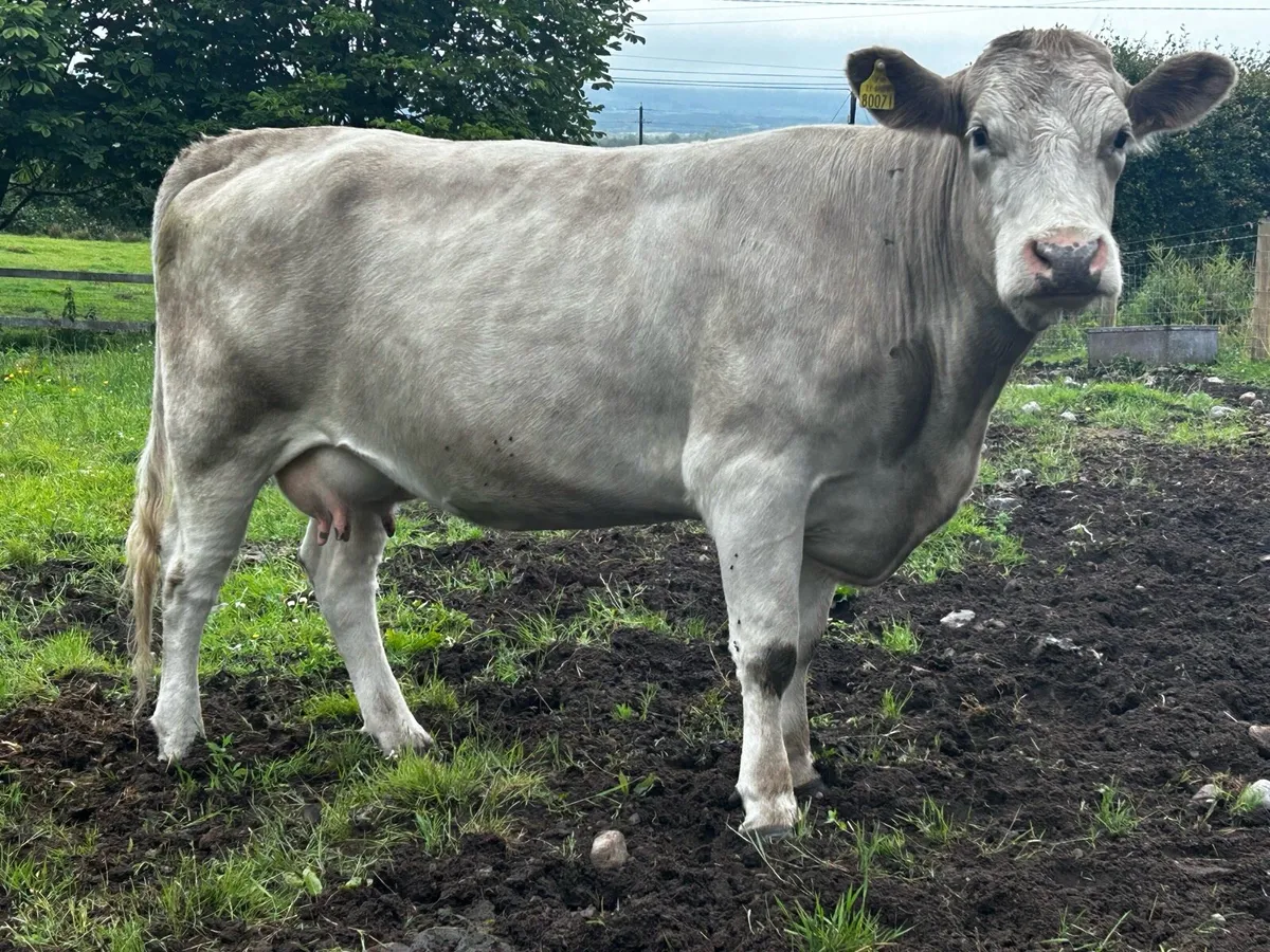 In-Calf Charolais Cow - Image 2