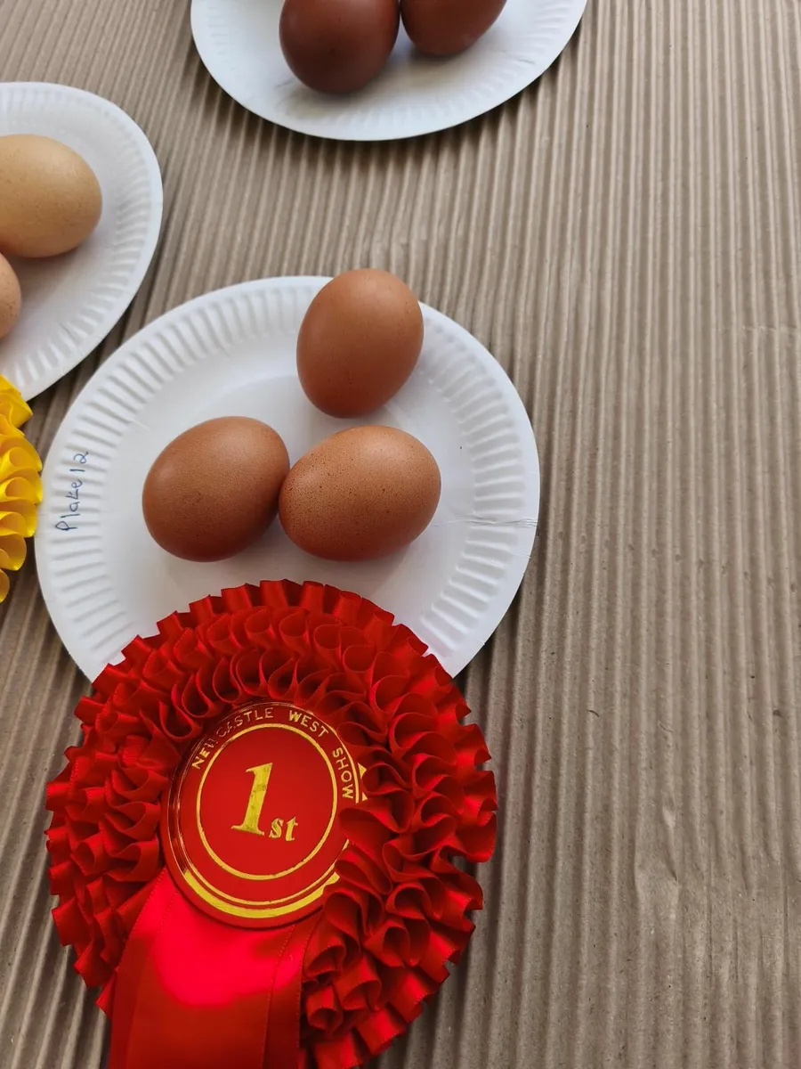 Hens/ hatching eggs - Image 2