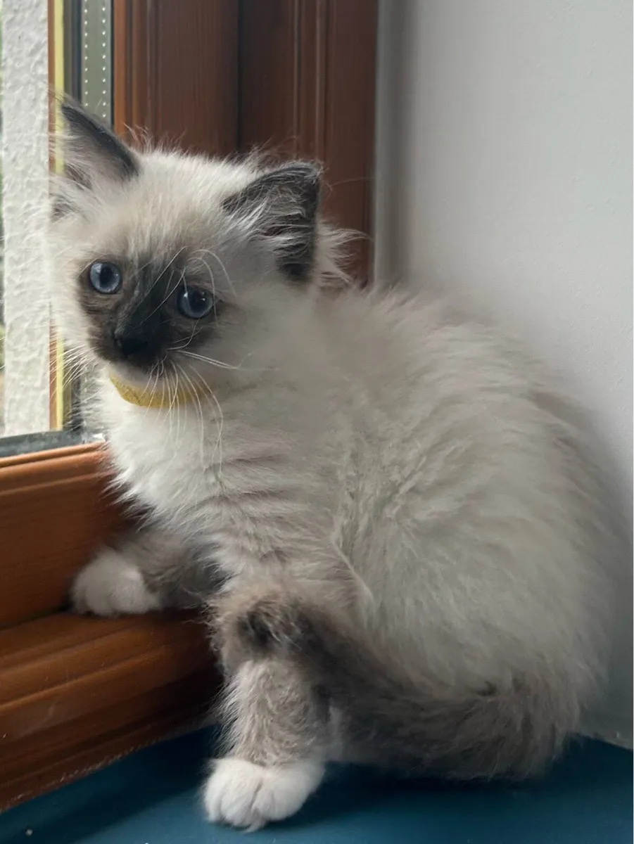 Stunning Ragdoll Kittens - Image 2