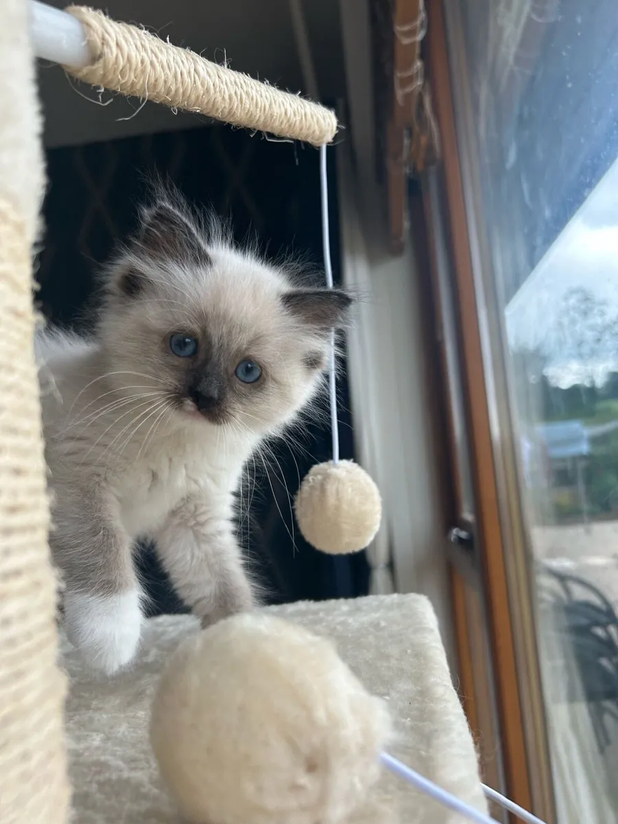 Stunning Ragdoll Kittens - Image 3