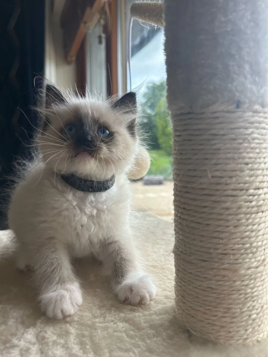 Stunning Ragdoll Kittens - Image 1