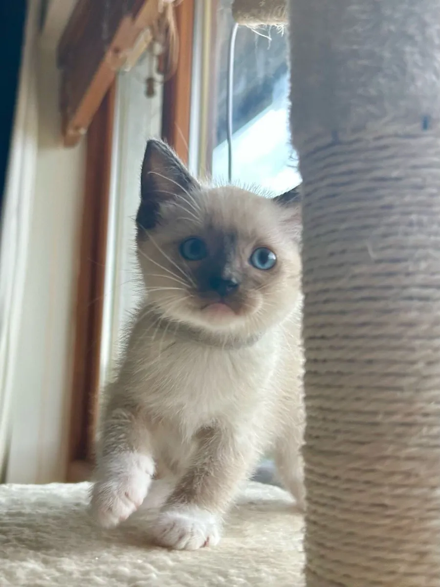 Stunning Ragdoll Kittens - Image 4