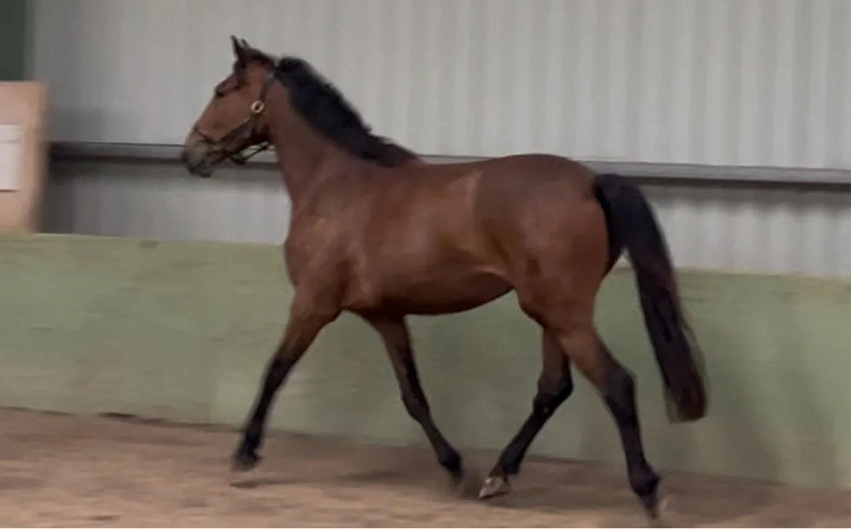 3yo 16.3h Showjumper - Image 1